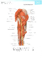 Sobotta  Atlas of Human Anatomy  Trunk, Viscera,Lower Limb Volume2 2006, page 370
